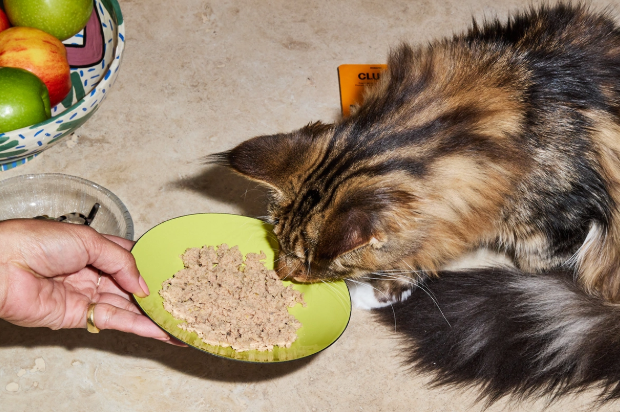Unlocking Primal Nutrition for Your Cat: The Power of Turkey Heart Treats