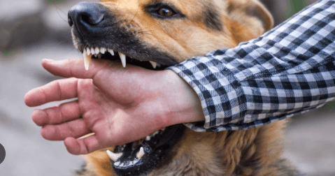 Dog Bite