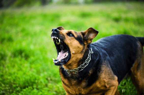 Dog Bite Injuries